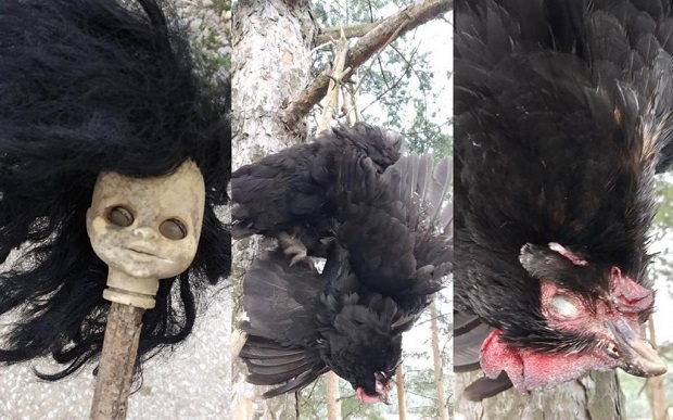 ДЕЛО СЕКТЕ ИЛИ БОЛЕСНА ШАЛА: На ,,Кипи пронађена кокошка са извађеним очима и осакаћена лутка